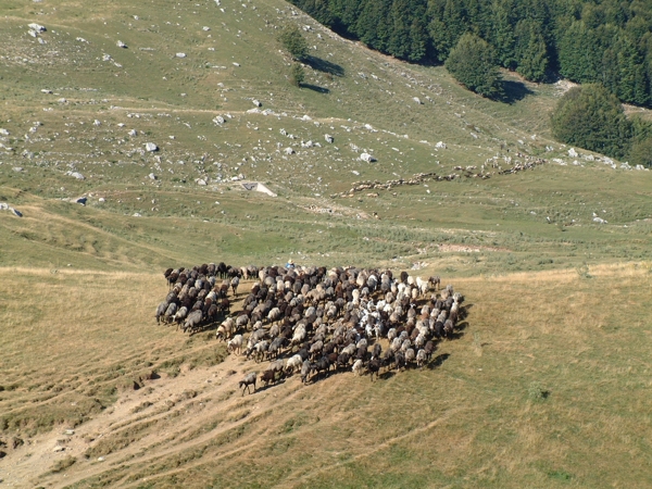 Animali al pascolo